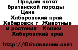 Продам котят британской породы › Цена ­ 5 000 - Хабаровский край, Хабаровск г. Животные и растения » Кошки   . Хабаровский край